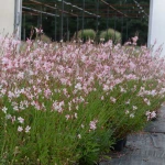 Gaura biało-różowa 'Gambit Bicolor'
