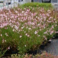 Gaura bialo rozowa Gambit bicolor