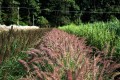 Rozplenica wschodnia 'Karley Rose' (Pennisetum orientale)