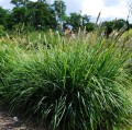 sesleria jesienna sadzonki sesleria autumnalis