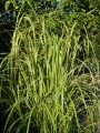 Spartyna grzebieniasta Aureomarginat 1.jpg