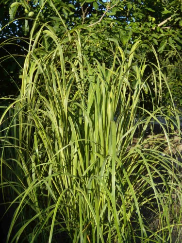 Spartyna grzebieniasta Aureomarginat 1.jpg