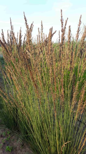 Trzęślica molinia Moorhexe