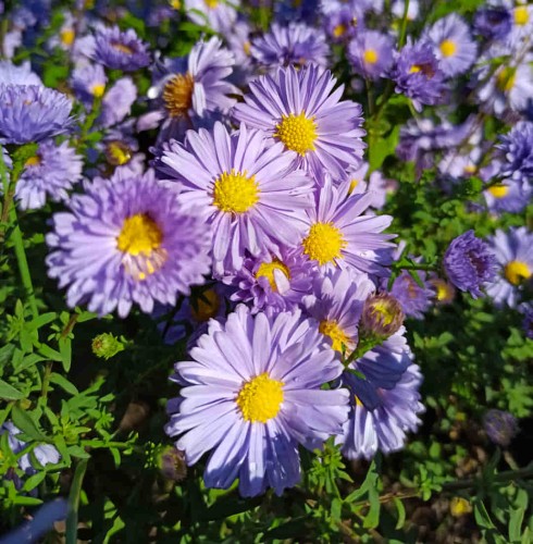 Aster Blaubux 11.jpg