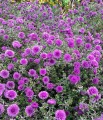 Aster nowobelgijski Henry I Purple
