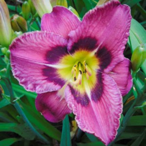 Liliowiec Always Afternoon