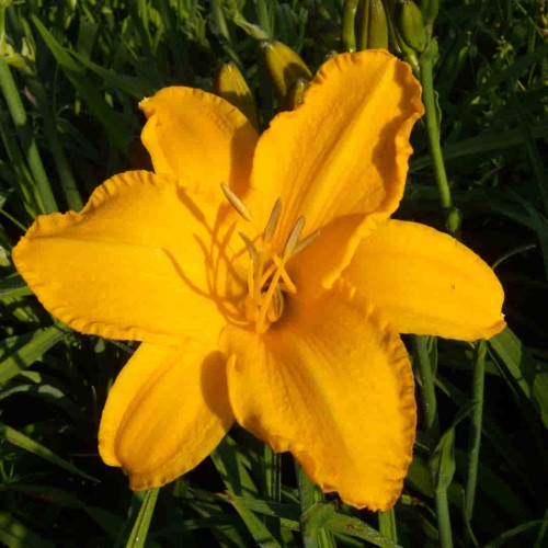 liliowiec 'Katarzyna' 11.jpg