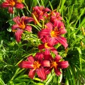 liliowiec hemerocallis Crimson Pirate