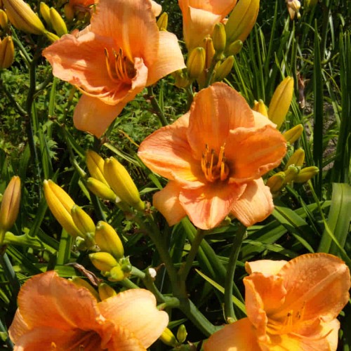 liliowiec 'Fabulous Prize'