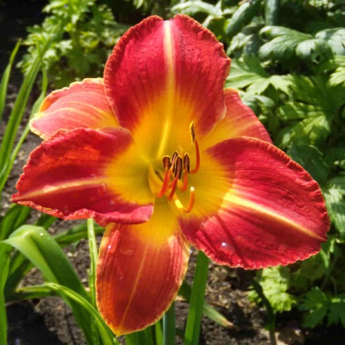 Liliowiec 'Princeton Paprika'