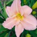 Liliowiec 'Satin Silk'