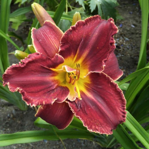 liliowiec 'Roses in Snow'