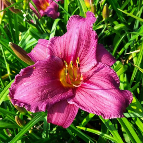 liliowiec summer wine 1.jpg