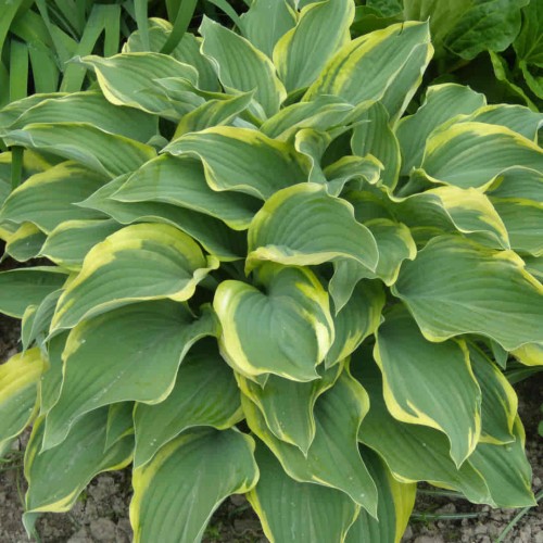 Funkia 'Regal Splendor' 11.jpg