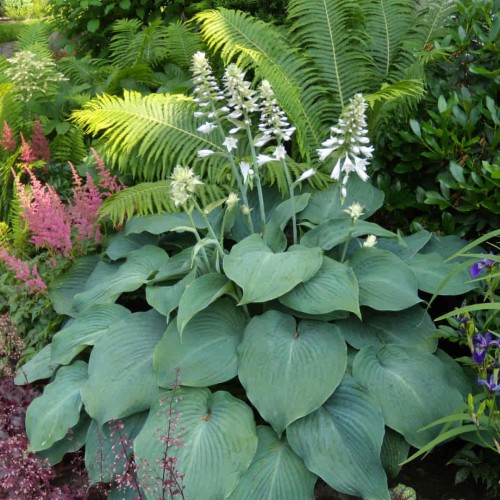 Funkia Elegans 11.jpg