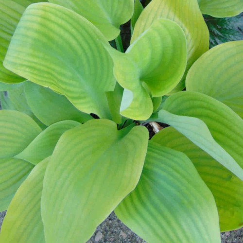 funkia sum and substance 11.jpg