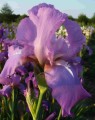 iris-germanica-irys-brodkowy-amethyst-flame