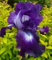 iris-germanica-irys-brodkowy-exotic-star