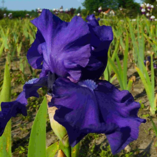 iris-germanica-irys-navy-strut