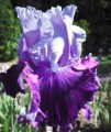 iris-germanica-irys-brodkowy-total-obssesion