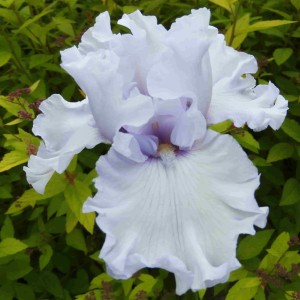 Irys bródkowy Silverado