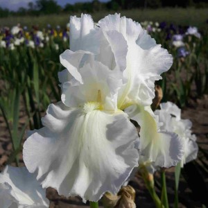 Irys bródkowy Winter's Tail