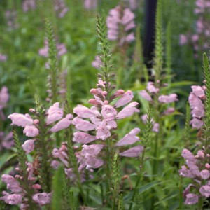 Odętka wirginijska Rosea