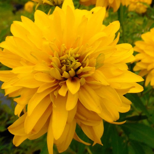 Rudbekia naga Goldquelle