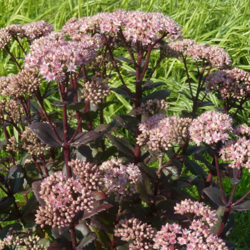 Rozchodnik 'Matrona'.jpg