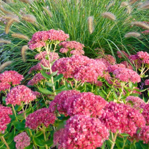 rozchodnik Munstead Dark Red