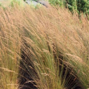 Trzęślica modra Edith Dudszus