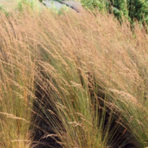 Trzęślica molinia Edith Dudszus