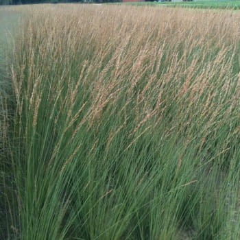 Trzęślica molinia Heidebraut