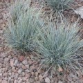 Kostrzewa sina 'Blauglut'