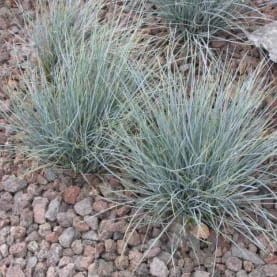 Kostrzewa sina 'Blauglut'