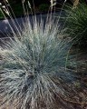 Kostrzewa sina 'Blauglut'