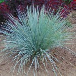 Owsica wieczniezielona