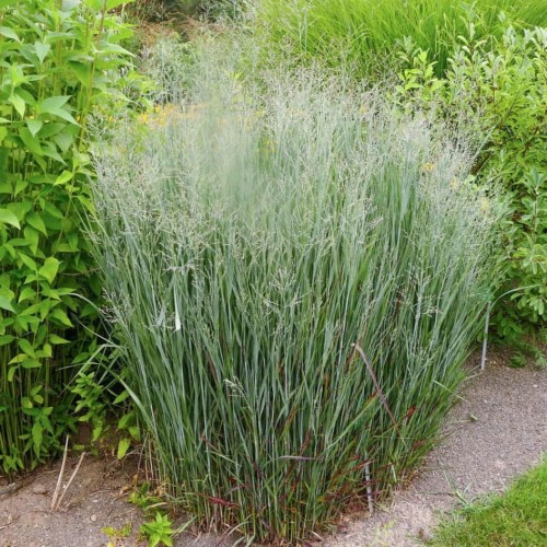 Proso rózgowate Heavy Metal