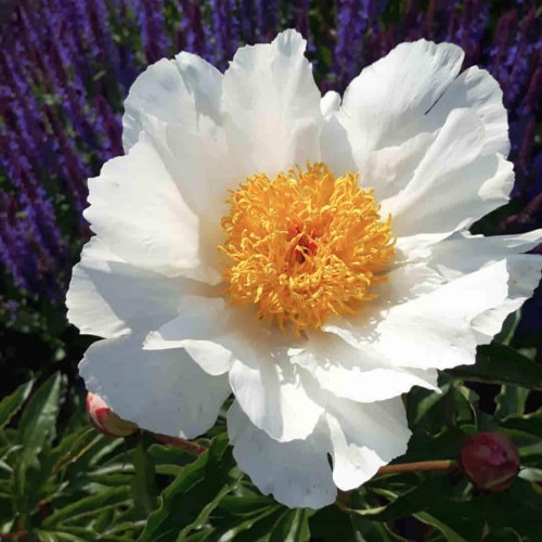 Piwonia chińska 'White Wings'