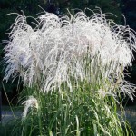 Miskant chiński Memory