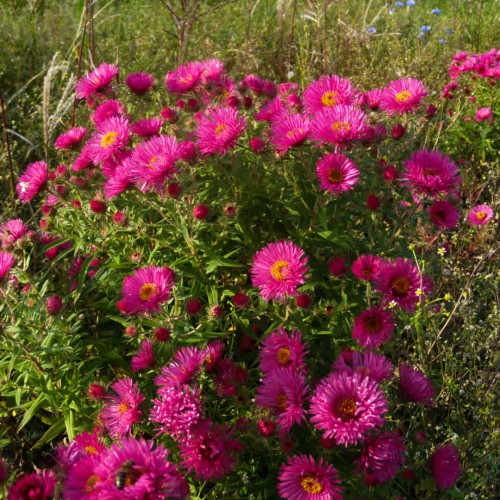 Aster nowoangielski Andenken am Alma Pötschke