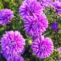 Aster nowobelgijski Henry I Purple