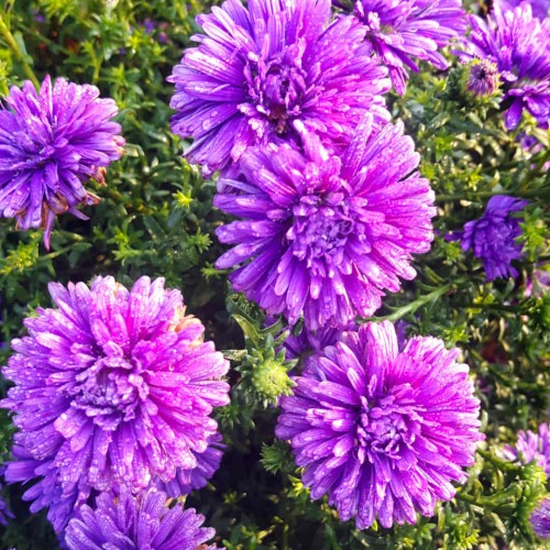 Aster nowobelgijski Henry I Purple