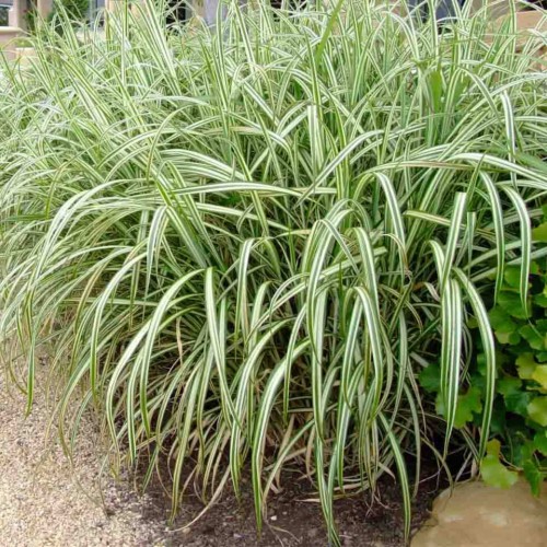 Miskant chiński Variegatus