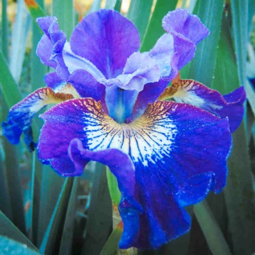 Irys syberyjski  'Concord Crush'