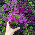 pierwiosnek - primula - prymula wanda