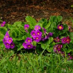 Pierwiosnek - Prymula