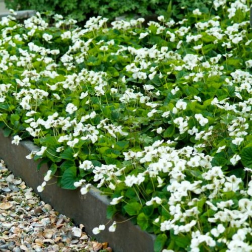 fiołek motylkowaty biały