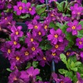 pierwiosnek primula prymula wanda