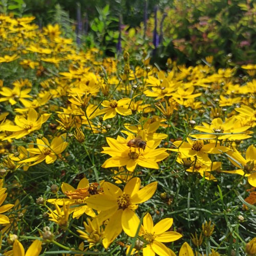 nachyłek okółkowy